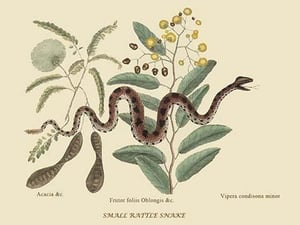 Small Rattlesnake by Mark Catesby #2 - Art Print