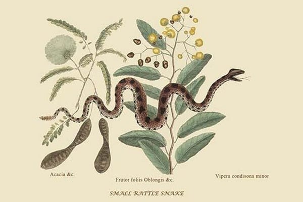 Small Rattlesnake by Mark Catesby #2 - Art Print