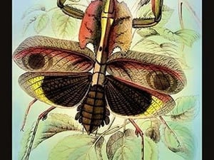 Insect: Deroplatys Disiccata by James Duncan - Art Print