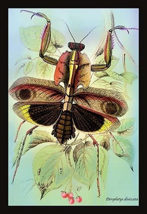 Insect: Deroplatys Disiccata by James Duncan - Art Print