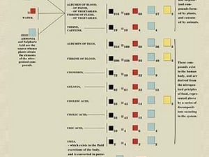 Nitrogenized and Sulphurized Principles of Food by Edward L. Youmans - Art Print