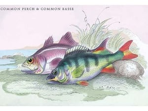 Common Perch and Common Bass by Robert Hamilton - Art Print