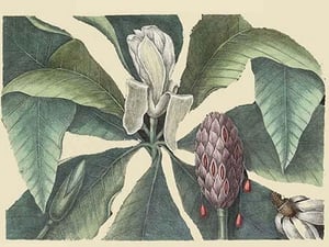 Umbrella Tree by Mark Catesby - Art Print