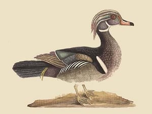 Summer Duck by Mark Catesby - Art Print
