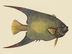 Angel Fish by Mark Catesby - Art Print