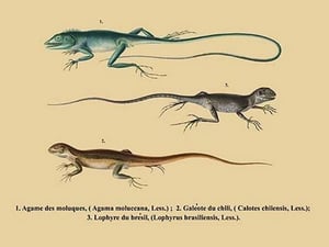 Agame des Moluques - Art Print