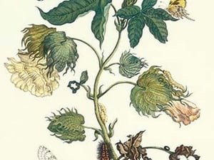 Cotton Plant