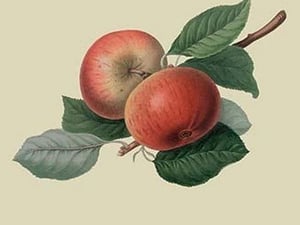 Fearn's Pippin - Apple by William Hooker #2 - Art Print