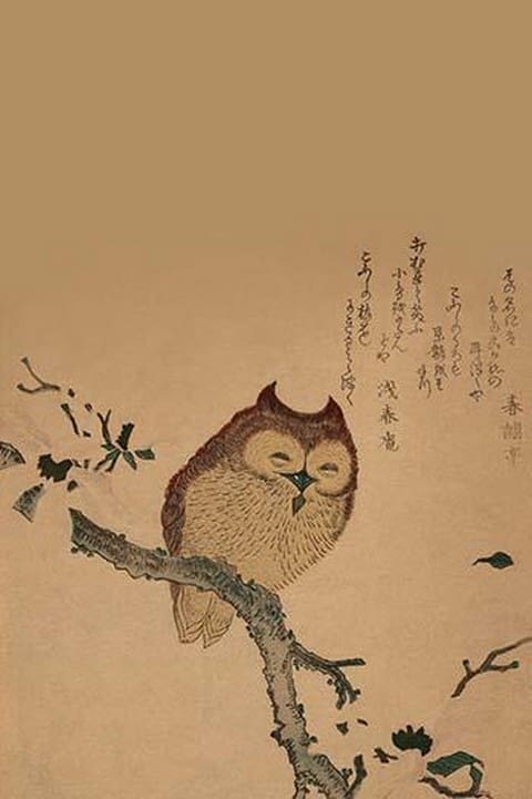 Owl of Branch - Art Print