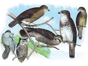 Owls