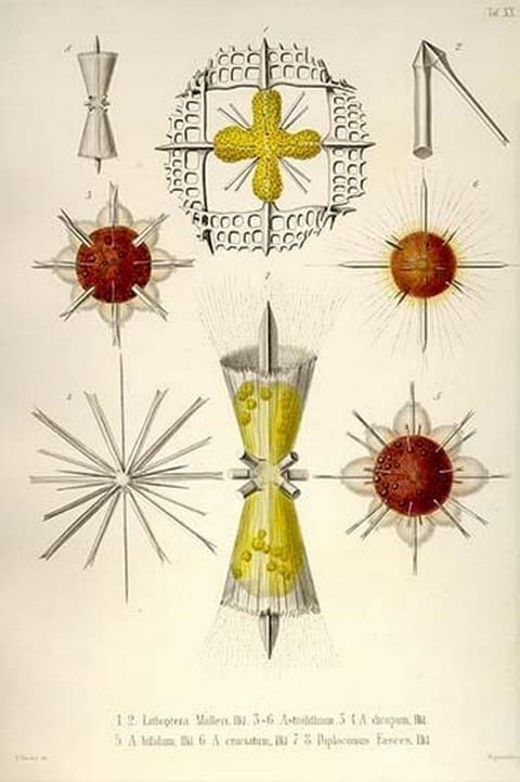 Lithoptera Mulleri