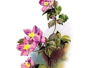 Clematis Montana Rubens by H.G. Moon - Art Print