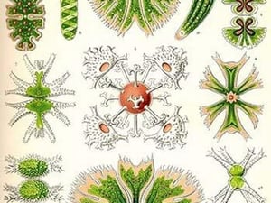 Amoebas by Ernst Haeckel - Art Print
