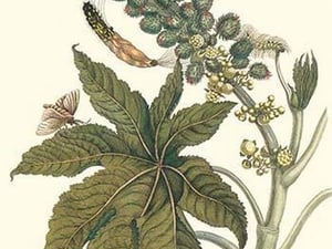 Castor Oil Tree with a Moth by Maria Sibylla Merian - Art Print