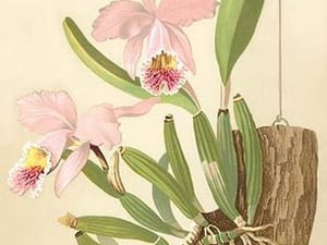 Cattleya Nossiae by H.G. Moon #2 - Art Print