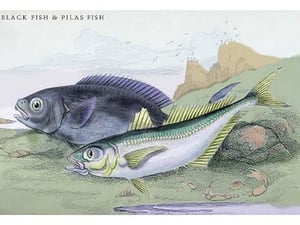 Blackfish and Pilas Fish by Robert Hamilton - Art Print