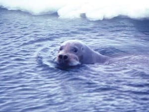Bearded Seal by Capt. Budd Christman - Art Print