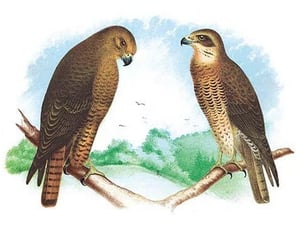 Hen Hawk and Swainson's Hawk by Theodore Jasper - Art Print