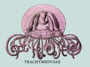Jellyfish: Trachymedusae by Ernst Haeckel - Art Print