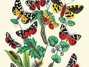 Moths: N. Plantaginis
