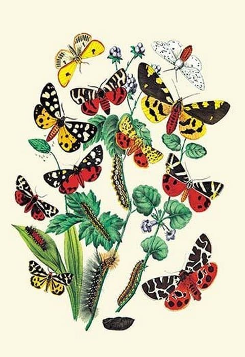 Moths: N. Plantaginis