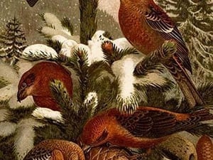 Crossbill Finches by Friedrich Wilhelm Kuhnert - Art Print