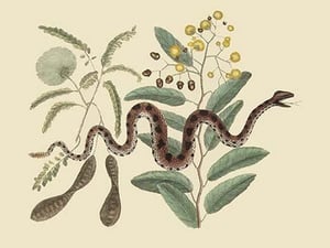 Small Rattlesnake by Mark Catesby - Art Print