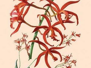 Orchid: Laelia Cinnabarina - Art Print