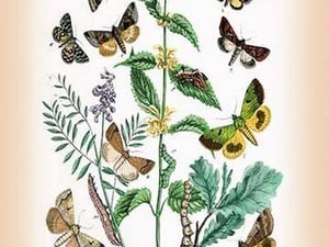 Moths: Plusia Iota