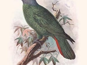 Amazona Marticana by Lionel Walter Rothschild - Art Print