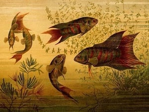 Goldfish by Friedrich Wilhelm Kuhnert - Art Print