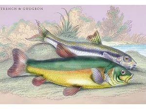 Trench and Gudgeon by Robert Hamilton - Art Print
