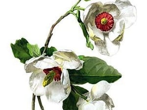 Magnolia Parviflora by H.G. Moon - Art Print