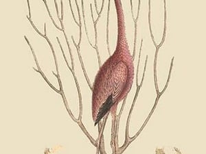 Flamingo by Mark Catesby - Art Print