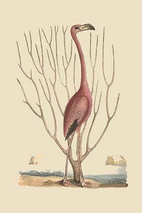 Flamingo by Mark Catesby - Art Print