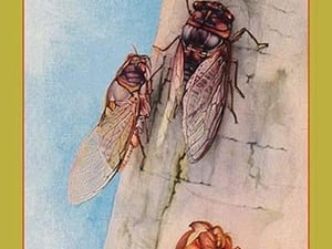 The Cicada by Edward Detmold - Art Print