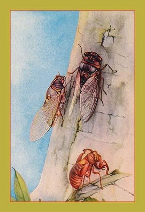 The Cicada by Edward Detmold - Art Print