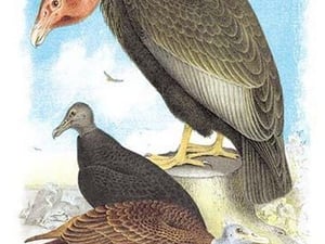 California Condor