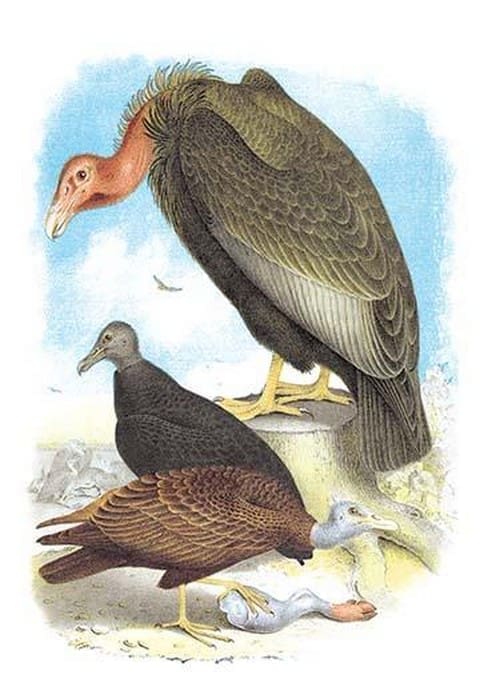 California Condor
