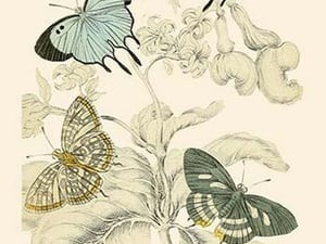 European Butterflies & Moths by James Duncan 9 - Art Print