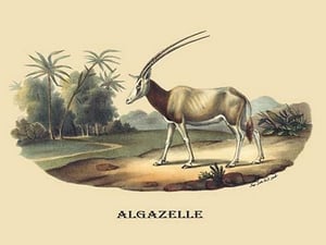Algazelle (Gazelle) by E. F. Noel - Art Print