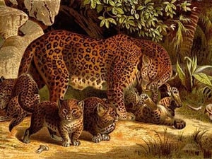 Leopard by Friedrich Wilhelm Kuhnert - Art Print