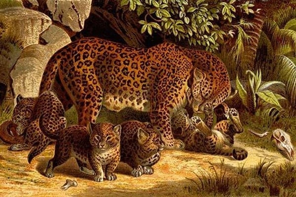 Leopard by Friedrich Wilhelm Kuhnert - Art Print