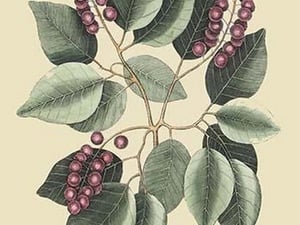 Cherry-Cerasus by Mark Catesby - Art Print