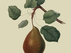 Brown's Beurre Pear by William Hooker - Art Print