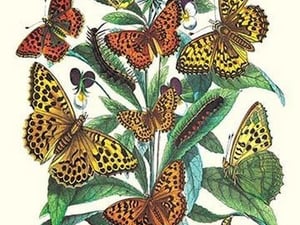 Butterflies: A. Dia