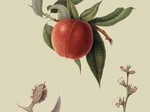 Red Nectarine by William Hooker #2 - Art Print
