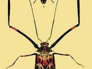 Beetles: Acrocinus Longimanus and Lamia Subocellata #2 by Sir William Jardine - Art Print