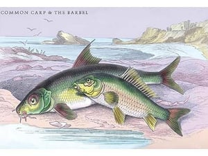 Common Carp and the Barbel by Robert Hamilton - Art Print