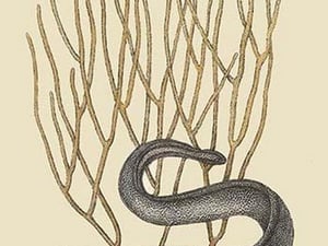 Black Moray Eel by Mark Catesby - Art Print